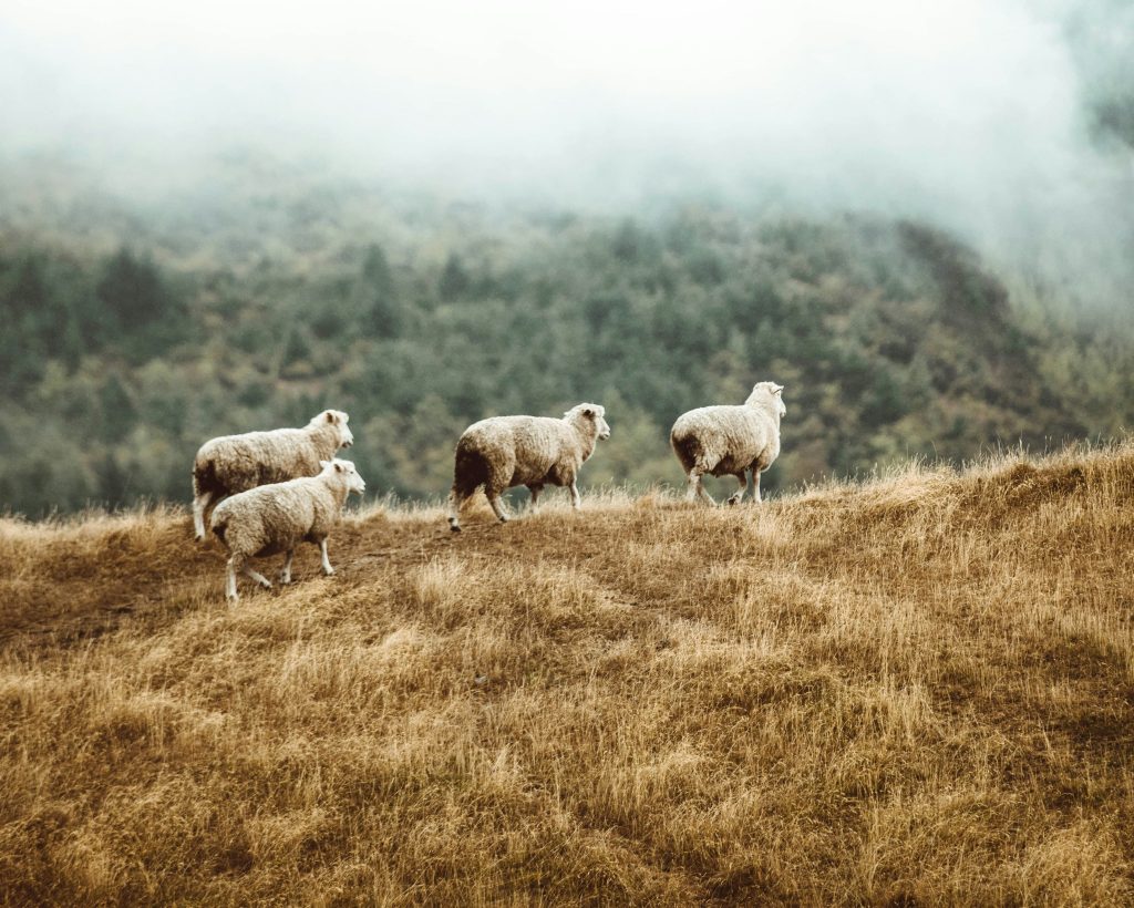 Sheep walking in a field of brown grass with mountains in the background
